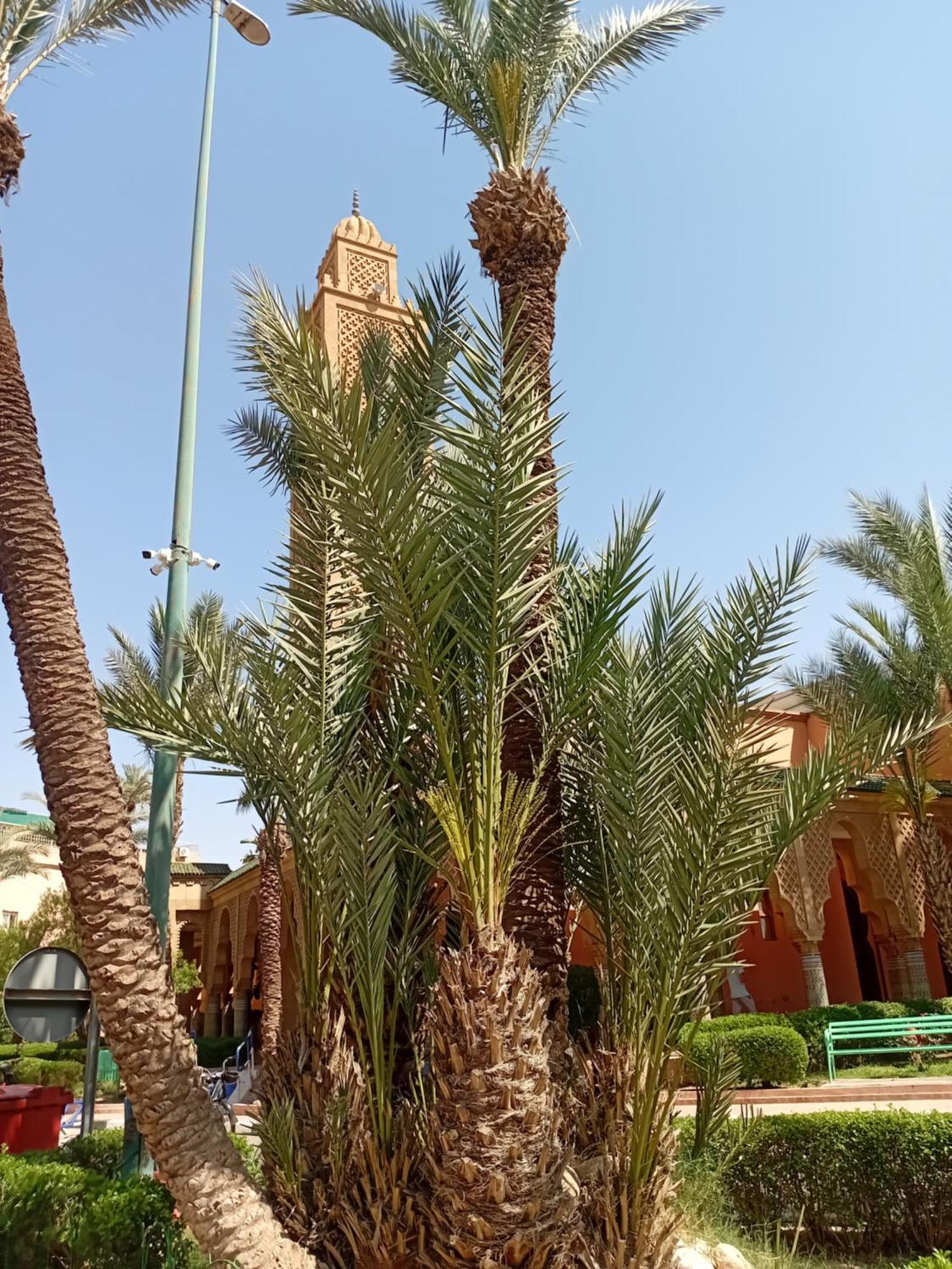 Riad Le Shams Marrakesh Luaran gambar